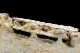 Mosasaur Jaws (Platecarpus) - Exceptional Preparation #110020-9